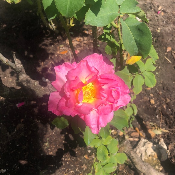 Meet your Posher, Posh - Picture 1 of 1